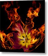 Flaming Parrot Tulip Metal Print