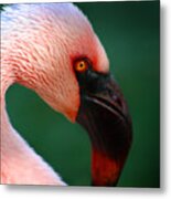 Flamingo Metal Print