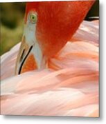 Flamingo At The Park 3 Metal Print