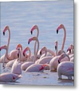 Flamingo Family In Kalochori Lagoon Greece Metal Print