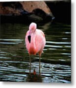 Flamingo In Water Metal Print