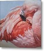 Flamingo Preening Metal Print