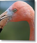 Flamingo Protrait Metal Print