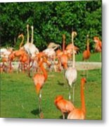Flamingo Sunbathe Metal Print