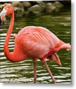 Flamingo Wades Metal Print
