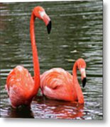 Flamingos Metal Print