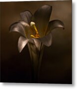 Flashlight Series Easter Lily 6 Metal Print