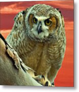 Fledgling Great Horned Owl Metal Print