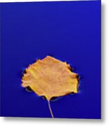 Floating Leaf 3 - Birch Metal Print