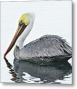Floating Pelican Metal Print