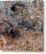 Flock Of Quail Feeding In Field Metal Print