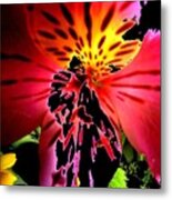 Floral 711 Metal Print