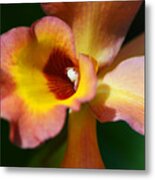Floral Art - Intimate Orchid 3 - Sharon Cummings Metal Print