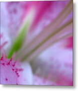 Floral Close Up Of A Lily Metal Print