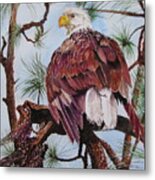 Florida Bald Eagle Metal Print