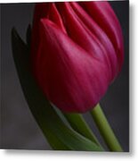 Flourishing Tulip Metal Print