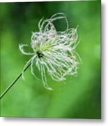 Flower 8941 Metal Print