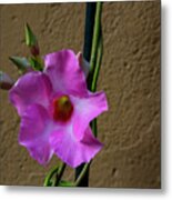 Flower And Wall Metal Print