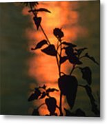 Flower At Sunset Metal Print