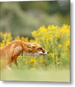 Flower Fox Metal Print