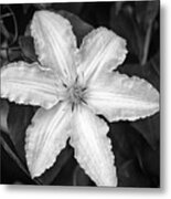 Flower In Black And White Metal Print