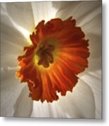 Flower Narcissus Metal Print