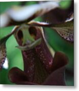 Flower With A Face Metal Print