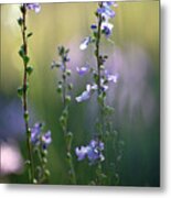 Flowers By The Pond Metal Print