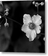 Flowers In Black And White Metal Print