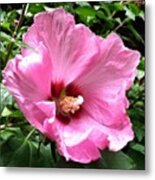 #flowers #pink #floral Metal Print