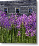 Flowers - Windows In Weathered Barn - 2 Metal Print