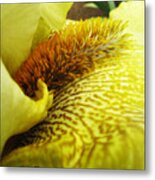 Flowerscape Yellow Iris Six Metal Print