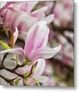 Flowing Magnolia Metal Print