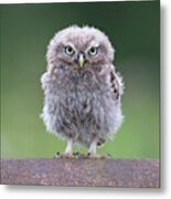 Fluffy Little Owl Owlet Metal Print