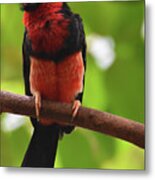 Fluffy Red And Black Feathers On A Bearded Barbet Metal Print