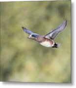 Fly By Metal Print