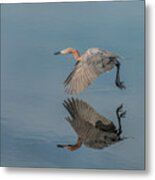 Fly By Reflection Metal Print