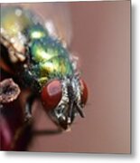 Fly Eyes Metal Print