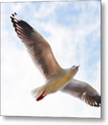 Flying Away From The Madness Metal Print