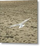 Flying Seagull Metal Print