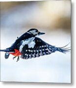 Flying Woodpecker Metal Print