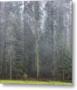 Foggy Forest Metal Print