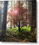 Follow The Light In The Forest Metal Print