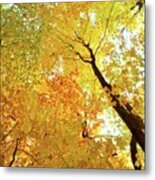 Forest Fall Yellow Metal Print