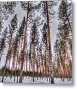 Forest In Finland Metal Print