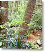 Forest Interior With Mountain Laurel Metal Print