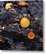Forest Log And Mushrooms Metal Print