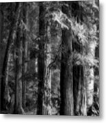 Forest Monochrome Metal Print