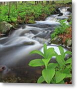 Forest Stream And False Hellabore In Spring Metal Print