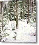 Forest Through The Trees Print Metal Print